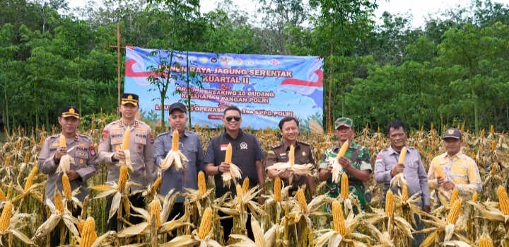 Kapolres Tabalong, Forkopimda, dan petani berfoto di lahan jagung saat panen raya jagung serentak di Muara Uya, Tabalong.