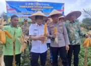 Kapolres Balangan dan Forkopimda memegang hasil panen jagung di lahan pertanian saat Panen Raya Jagung Serentak di Halong, Balangan.