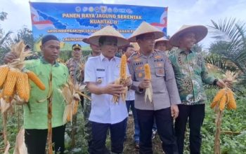 Kapolres Balangan dan Forkopimda memegang hasil panen jagung di lahan pertanian saat Panen Raya Jagung Serentak di Halong, Balangan.