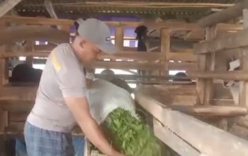 Ipda Endri Wibowo memberi makan kambing di kandang peternakannya di Majalengka menjelang musim kurban Iduladha 2026