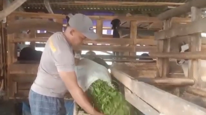 Ipda Endri Wibowo memberi makan kambing di kandang peternakannya di Majalengka menjelang musim kurban Iduladha 2026