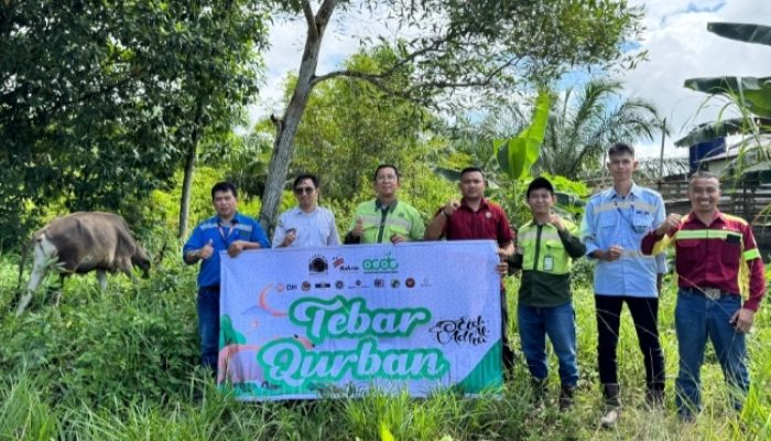 PT Laskar Coal Mandiri Salurkan 8 Sapi Kurban ke Delapan Desa Lingkar Tambang Kintap
