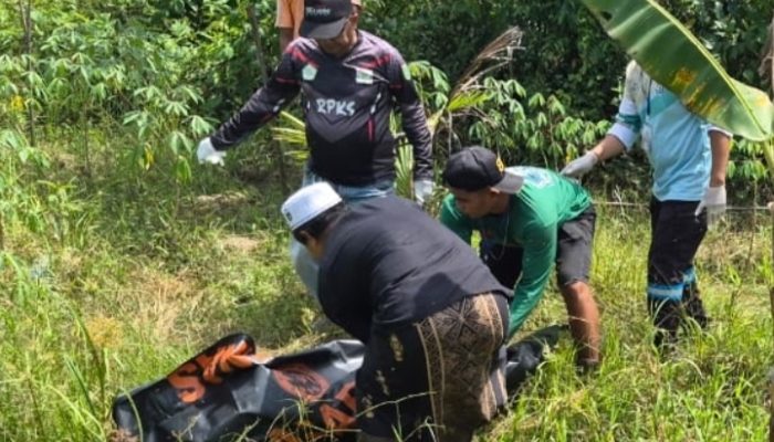 Mayat Pria Membusuk Ditemukan di Kebun Pisang Satui
