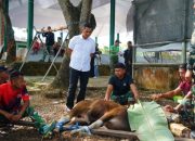 Kodim 1022 Tanah Bumbu Sembelih 4 Sapi