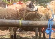 Pengusaha Terpal Majalengka Salurkan 40 Kambing Kurban ke Warga Jompo dan Yatim Piatu