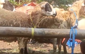 Seekor kambing kurban berdiri di halaman rumah warga Desa Parakan.