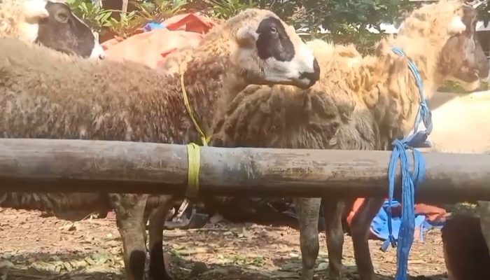 Pengusaha Terpal Majalengka Salurkan 40 Kambing Kurban ke Warga Jompo dan Yatim Piatu