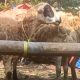 Pengusaha Terpal Majalengka Salurkan 40 Kambing Kurban ke Warga Jompo dan Yatim Piatu