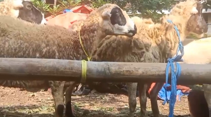 Seekor kambing kurban berdiri di halaman rumah warga Desa Parakan.