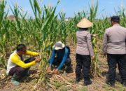 Lahan Jagung Binaan Polsek Sukun Siap Panen, Diprediksi Hasilkan 30 Ton
