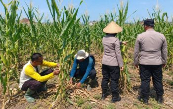 Lahan Jagung Binaan Polsek Sukun Siap Panen, Diprediksi Hasilkan 30 Ton