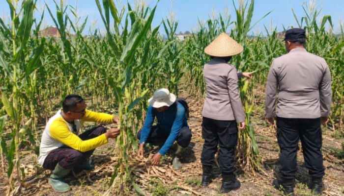 Lahan Jagung Binaan Polsek Sukun Siap Panen, Diprediksi Hasilkan 30 Ton