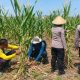 Lahan Jagung Binaan Polsek Sukun Siap Panen, Diprediksi Hasilkan 30 Ton