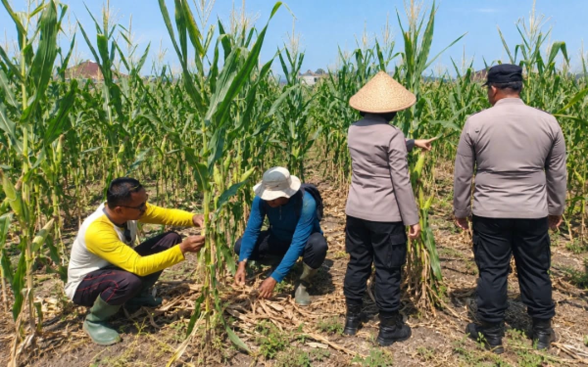 Polisi dampingi petani cek jagung jelang panen.