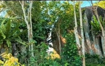 Wabup Sukamara tinjau Bukit Jorong Rayo.
