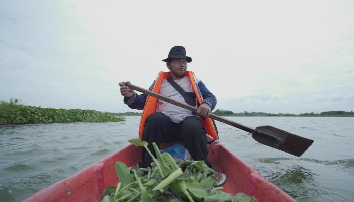 Siapa Sangka, Gulma Ini Kini Laris Manis Jadi Pengharum dan Pupuk