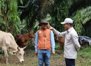 Wamenko Pangan tinjau integrasi sawit sapi di Satui.