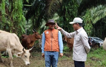 Wamenko Pangan tinjau integrasi sawit sapi di Satui.