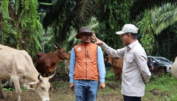 Bisa Kurangi Impor Daging? Wamenko Pangan: Integrasi Sawit-Sapi Jawabannya!