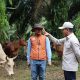Bisa Kurangi Impor Daging? Wamenko Pangan: Integrasi Sawit-Sapi Jawabannya!