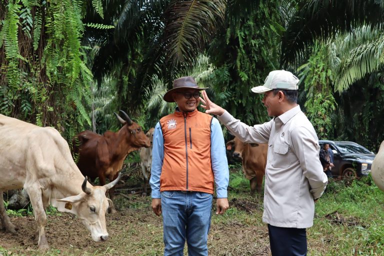 Wamenko Pangan tinjau integrasi sawit sapi di Satui.