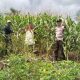 Usung Semangat “Polri Cinta Petani”, Polsek Kapuas Hulu Panen 1 Ton Jagung Bersama Warga