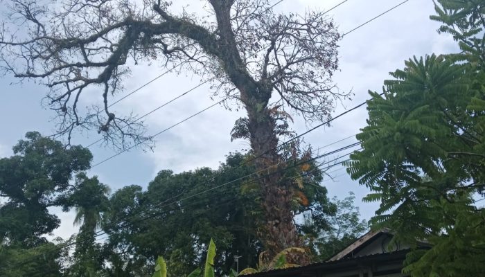 Pohon Kasturi Mati Ancam Pengguna Jalan di Tanah Laut