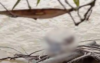 Tim gabungan mengevakuasi jenazah Aiptu Sumaryanto yang ditemukan di Sungai Katingan dalam operasi pencarian anggota Satresnarkoba Polres Katingan.