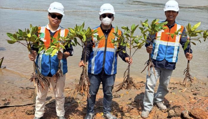 Dorong Industri Maritim Hijau, Pelindo Batulicin Perkuat Komitmen Lingkungan di Hari Mangrove Sedunia