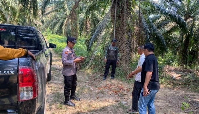 Diduga Curi Buah Sawit, Pria di Tabalong Diamankan Polisi
