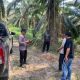 Diduga Curi Buah Sawit, Pria di Tabalong Diamankan Polisi