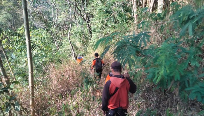 Pencari Rumput Hilang di Hutan Lereng Merapi, Belum Ditemukan