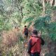 Pencari Rumput Hilang di Hutan Lereng Merapi, Belum Ditemukan