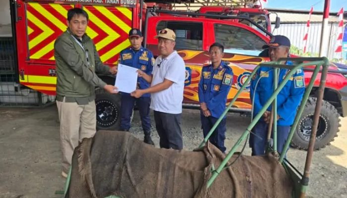 Beruang Madu 50 Kg Muncul di Permukiman Warga Tanah Bumbu, Masuk Perangkap Damkar