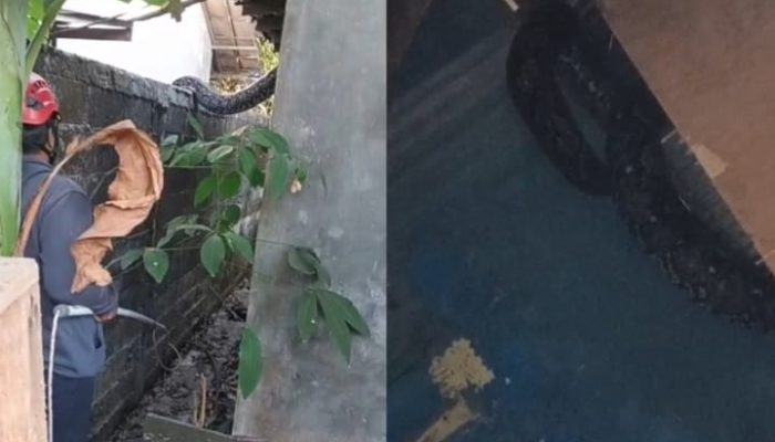 Ular Piton 4,5 Meter Jatuh dari Plafon Rumah Warga di Satui