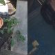 Ular Piton 4,5 Meter Jatuh dari Plafon Rumah Warga di Satui
