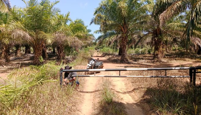 Akhiri Kemitraan dengan PT KJW, KUD Mukti Tama Tutup Akses Kebun