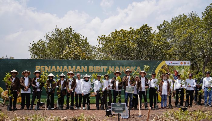 Kebutuhan Nangka Muda Capai 9 Ton Sehari, Gunungkidul Kembangkan Wanaboga