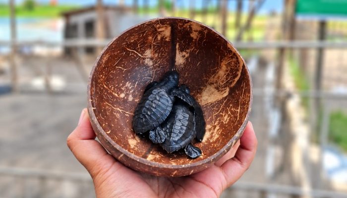 Nelayan di Pantai Biaung Beralih Jadi Penjaga Penyu