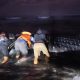 Hiu Tutul 6 Meter Terdampar di Pantai Parangkusumo
